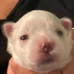 Girl 1 - White female Maltese puppy in Wilson, New York from Maltese By Valerie