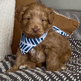 Glaze - male Australian Mountain Doodle puppy in Spanish Fork, Utah from Little Puppy Co.