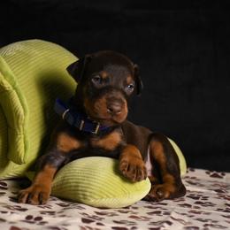 Major - Red and rust male Doberman Pinscher puppy in Overton, Texas from Obsidian Kennel
