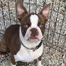 Brick - Boston Terrier