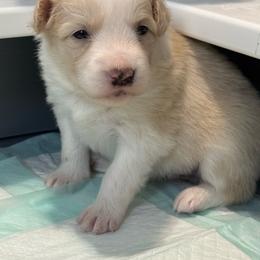 Daisy - White and gold female Border Collie puppy in Jackson, Michigan from Fairlane Kennels