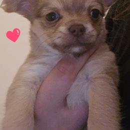 Golden Girl - Cream and white female Chihuahua puppy in Jeffersonville, Indiana from The Joyful World of Chihuahuas