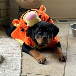 Rottweiler Puppies from CG Rottweilers