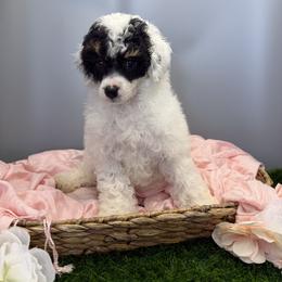 Violet - Parti female Poodle puppy in Mauston, Wisconsin from Quiverfull Acres
