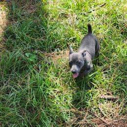 Darkman - Blue and white male Teddy Roosevelt Terrier puppy in Mississippi from LoupGarou Terriers
