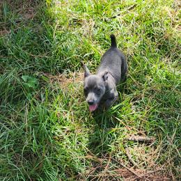 Darkman - Blue and white male Teddy Roosevelt Terrier puppy in Mississippi from LoupGarou Terriers