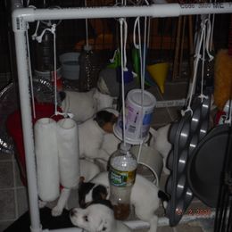 Jack Russell Terrier Puppies from Hillside Jack Russell Terriers