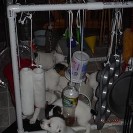 Jack Russell Terrier Puppies from Hillside Jack Russell Terriers