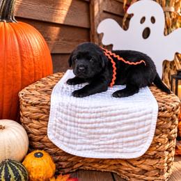 Orange girl - Black female Labrador Retriever puppy in Lake City, Michigan from Loon Lake Labradors