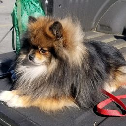 Pomeranian Puppies from Chosen Road Keep Pomeranians