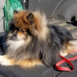 Pomeranian Puppies from Chosen Road Keep Pomeranians