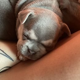 French Bulldog Puppies from Langiappe Frenchies