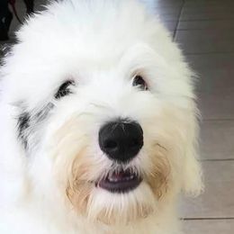 Old English Sheepdogs from Signature’s  Old English Sheepdogs