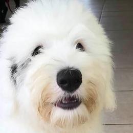 Old English Sheepdogs from Signature’s  Old English Sheepdogs