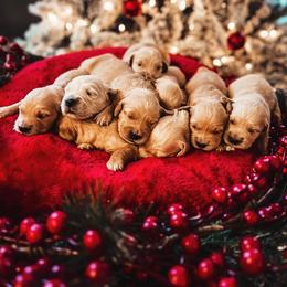 Golden Retriever Puppies from Evergreen Retrievers