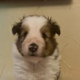 Wally - Sable and white male Shetland Sheepdog puppy in Idaho from Bellissimo Shelties