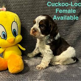 Cuckoo-Loca - Tri-Roan female English Springer Spaniel puppy in Hudson, Michigan from Picky’s Puppies