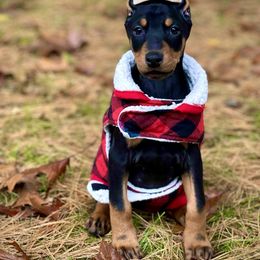 Doberman Pinscher Puppies from Pipe Creek Dobermans