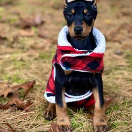 Doberman Pinscher Puppies from Pipe Creek Dobermans