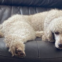 Goldendoodles and Poodles from Lanson’s Goldendoodles