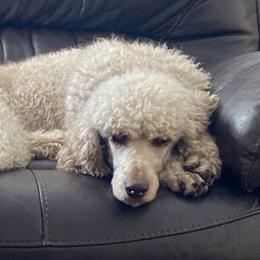Goldendoodles and Poodles from Lanson’s Goldendoodles