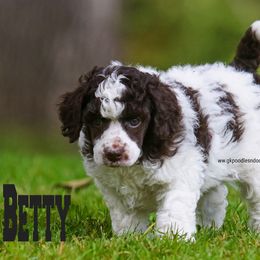 Betty Moyen - Parti female Poodle puppy in Saint Cloud, Minnesota from Grace Kennel