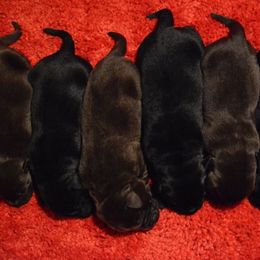 Beagle and Labrador Retriever Puppies from Jackpot Farms