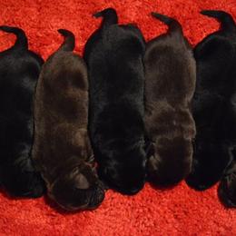 Beagle and Labrador Retriever Puppies from Jackpot Farms