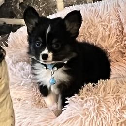 Australian Cattle Dog, Australian Shepherd, Companion Cross, and Miniature Australian Shepherd Puppies from MK Aussies