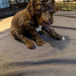 Cozy - Brown male Poodle puppy in Piqua, Kansas from Legacy Farms Standard Poodles
