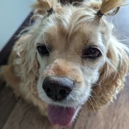 Scarlett - Cocker Spaniel