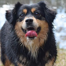 Miniature Australian Shepherds and Toy Australian Shepherds from Down South Aussies