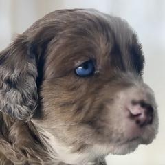 Double Doodles from Jeanie’s Doodles