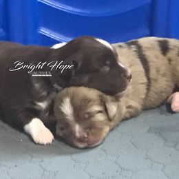 Miniature American Shepherds and Miniature Australian Shepherds from Bright Hope Aussies
