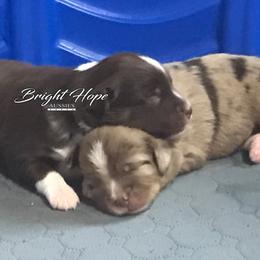 Miniature American Shepherds and Miniature Australian Shepherds from Bright Hope Aussies