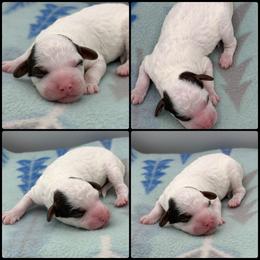 Boy 2 - Parti male Poodle puppy in Wheatland, California from Sapphire Ridge Poodles