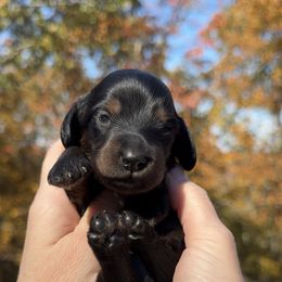 Victoria (3200) - Black and tan female Dachshund puppy in Steele, Alabama from Taylored Dachshunds