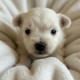 West Highland White Terriers from Birch Bark Westies