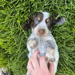 Leon - Dachshund puppy in Windsor, Colorado from Murry’s minis