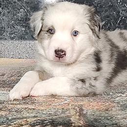 Miniature American Shepherds and Miniature Australian Shepherds from Buck-Run Puppies
