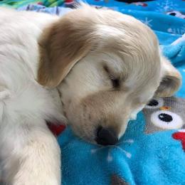 Golden Retriever Puppies from A Golden Paradise