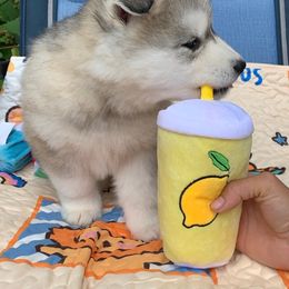 Siberian Husky Puppies from Canace Siberians