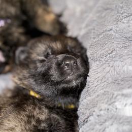 German Shepherd Puppies from Legacy K9’s