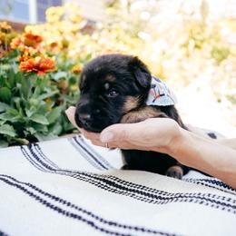 Pink - Black and red female German Shepherd puppy in Blackfoot, Idaho from Sand Hill Shepherds & Setters