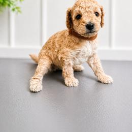 Riley Green - Apricot male Goldendoodle puppy in Norris, Tennessee from Young Farms