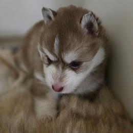 Haxel - Red and white female Pomsky puppy in Coatesville, Pennsylvania from Peaceful Pomskys