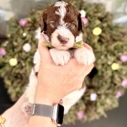 Boy 3 - Brown and white male Bernedoodle puppy in Salt Lake County, Utah from Coco Avenue Pups