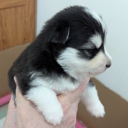 Pomsky Puppies from waxhaw pomskys