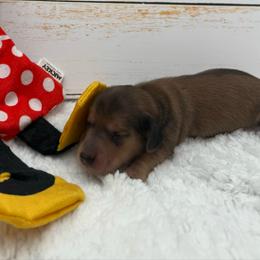 Ruby AKC Girl 1 - Sable female Dachshund puppy in Sumrall, Mississippi from JP’s Dachshunds