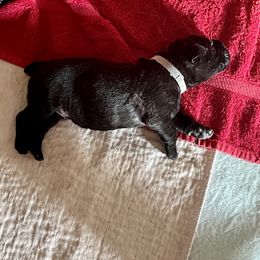 Boy 4 - Cane Corso puppy in North Tazewell, Virginia from Banner’s Legacy Cane Corso